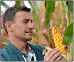 Rochester Syngenta GMO Lawsuits