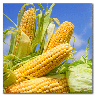 Oklahoma Syngenta Viptera Corn Lawsuit