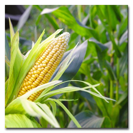 Syngenta Viptera GMO Corn